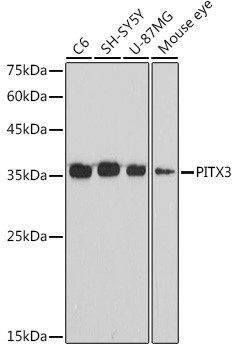 PITX3 Antibody in Western Blot (WB)