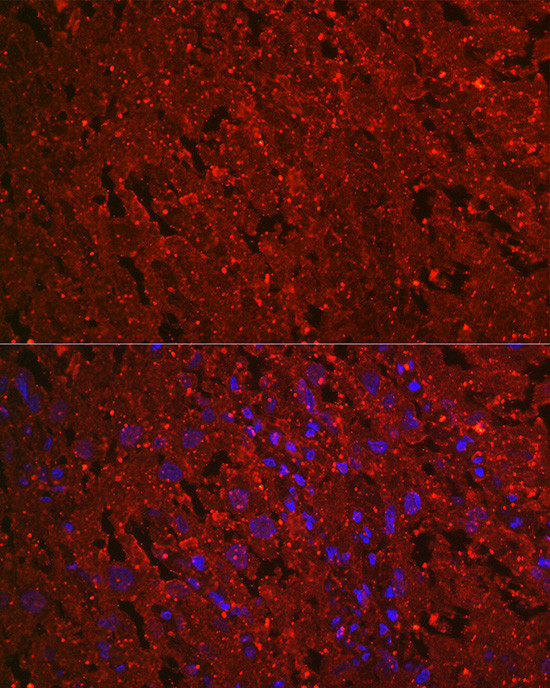 PROK1 Antibody in Immunocytochemistry (ICC/IF)