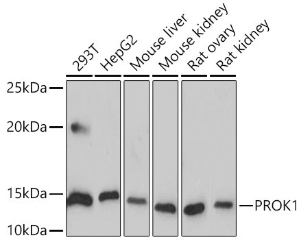 PROK1 Antibody in Western Blot (WB)