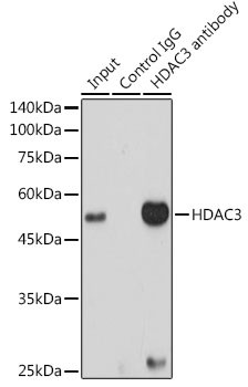 HDAC3 Antibody in Immunoprecipitation (IP)