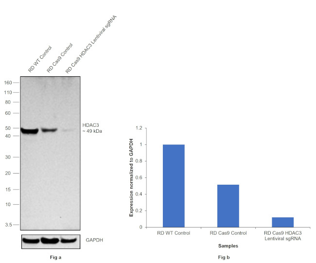 HDAC3 Antibody in Western Blot (WB)