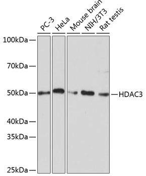 HDAC3 Antibody in Western Blot (WB)