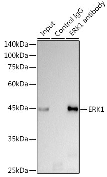 ERK1 Antibody in Immunoprecipitation (IP)