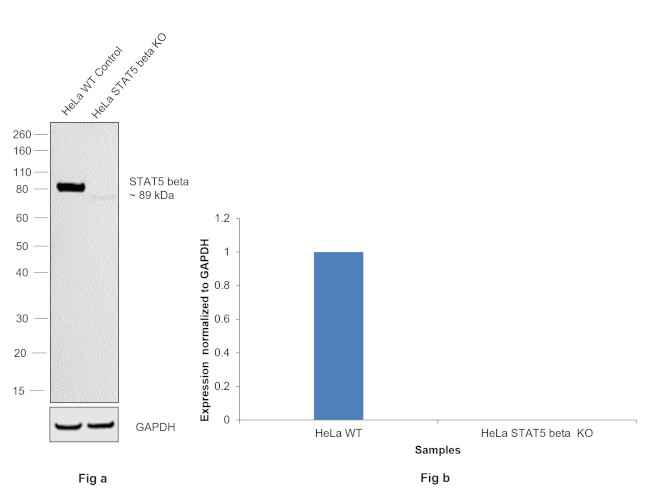 STAT5 beta Antibody