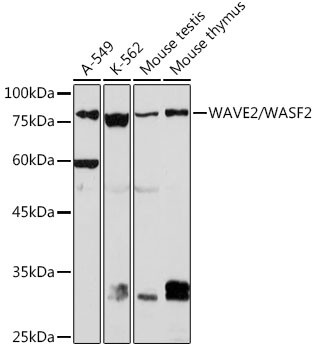 WAVE2 Antibody in Western Blot (WB)