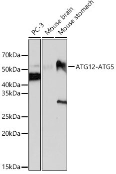 ATG12 Antibody in Western Blot (WB)