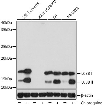 LC3B Antibody in Western Blot (WB)