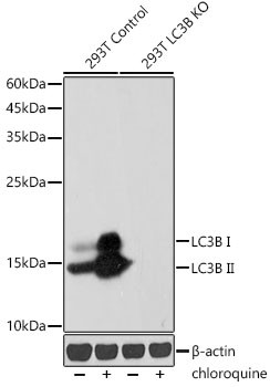 LC3B Antibody in Western Blot (WB)