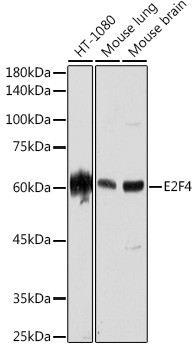 E2F4 Antibody in Western Blot (WB)