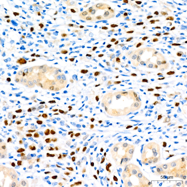 SOX9 Antibody in Immunohistochemistry (Paraffin) (IHC (P))