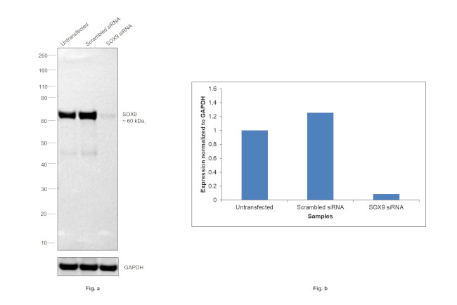 SOX9 Antibody