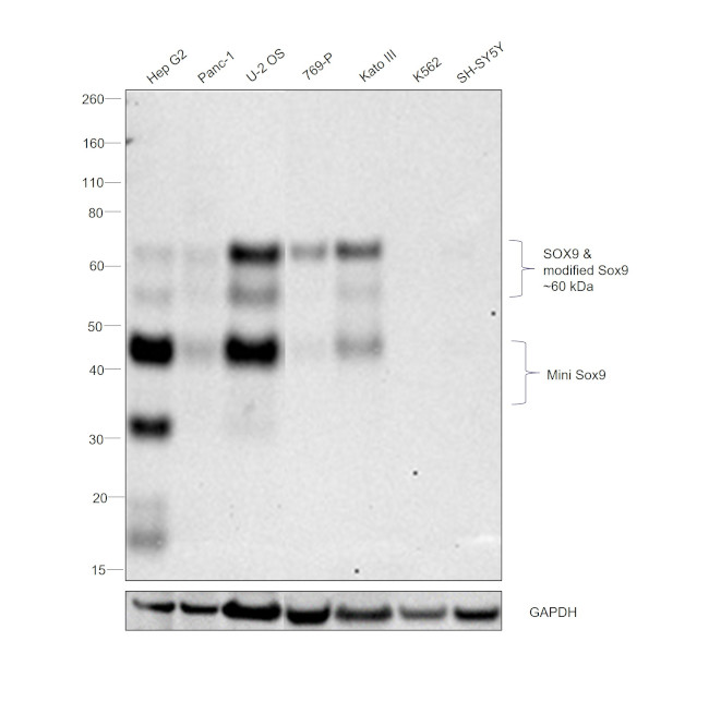 SOX9 Antibody in Western Blot (WB)