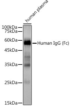 Human IgG Antibody in Western Blot (WB)