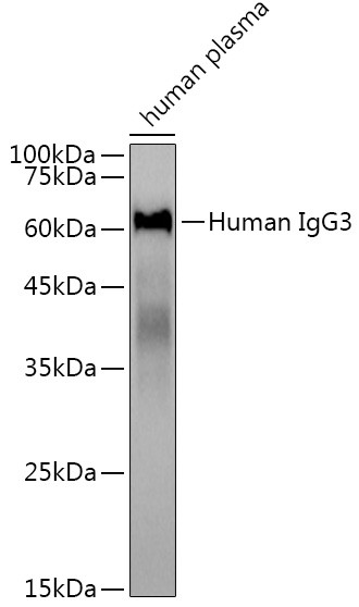 Human IgG3 Antibody in Western Blot (WB)