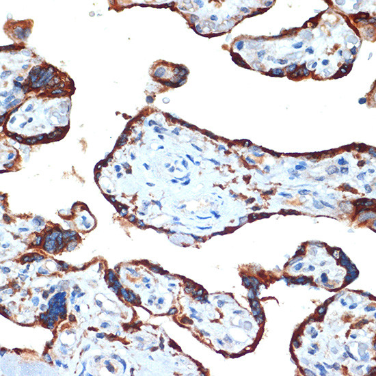 NAIP Antibody in Immunohistochemistry (Paraffin) (IHC (P))