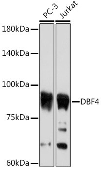 ASK Antibody in Western Blot (WB)