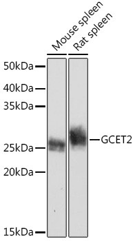 GCSAM Antibody in Western Blot (WB)