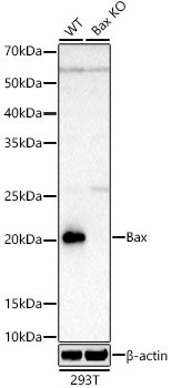 BAX Antibody in Western Blot (WB)