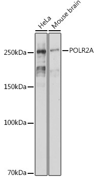 POLR2A Antibody in Western Blot (WB)