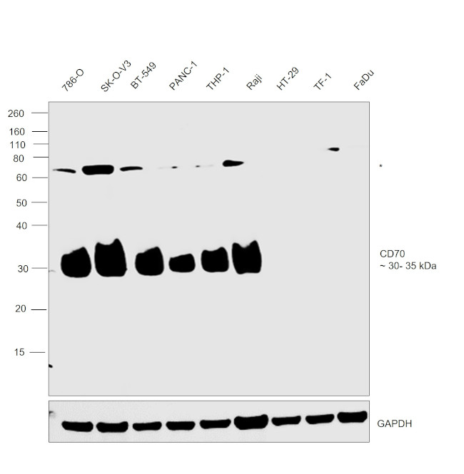 CD70 Antibody in Western Blot (WB)