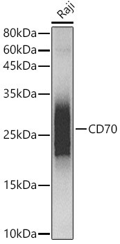 CD70 Antibody in Western Blot (WB)