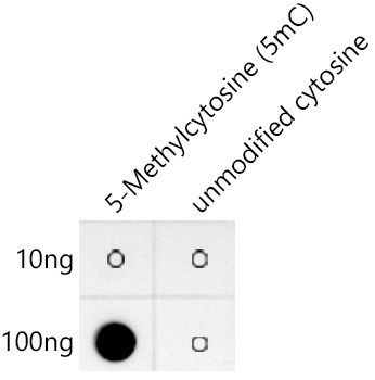 5-Methylcytosine Antibody in Dot Blot (DB)