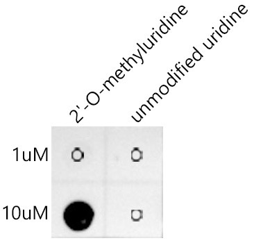 2'-O-Methyluridine Antibody in Dot Blot (DB)