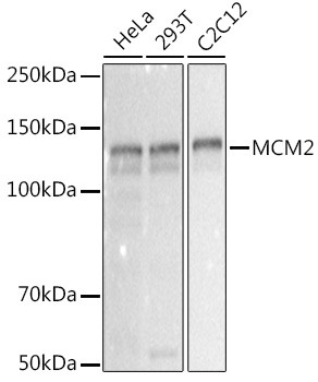 MCM2 Antibody in Western Blot (WB)