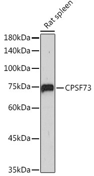 CPSF3 Antibody in Western Blot (WB)