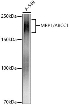 MRP1 Antibody in Western Blot (WB)