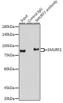 SMURF2 Antibody in Immunoprecipitation (IP)