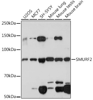 SMURF2 Antibody in Western Blot (WB)