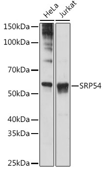 SRP54 Antibody in Western Blot (WB)