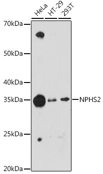 Podocin Antibody in Western Blot (WB)