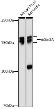 SIN3A Antibody in Western Blot (WB)