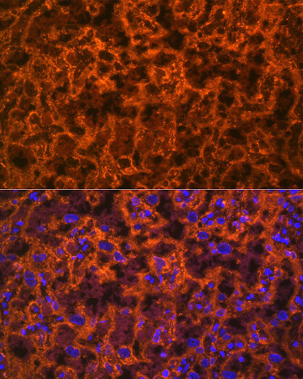 PGF Antibody in Immunohistochemistry (Paraffin) (IHC (P))