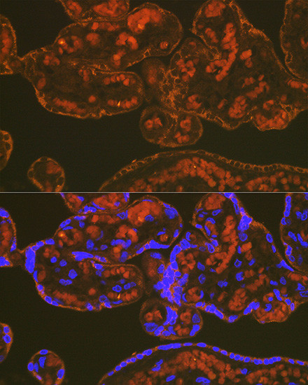 PGF Antibody in Immunohistochemistry (Paraffin) (IHC (P))