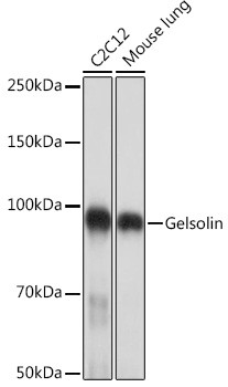 Gelsolin Antibody in Western Blot (WB)