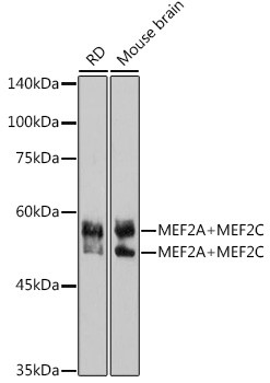 MEF2A/MEF2C Antibody in Western Blot (WB)