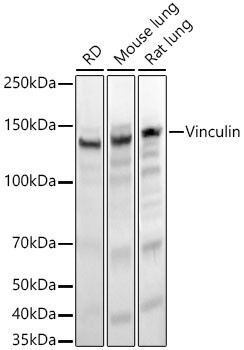 Vinculin Antibody in Western Blot (WB)