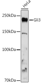 GLI3 Antibody in Western Blot (WB)