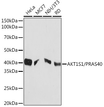 PRAS40 Antibody in Western Blot (WB)