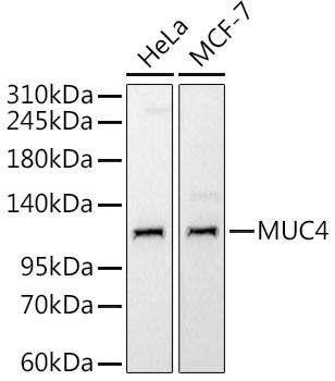 MUC4 Antibody in Western Blot (WB)