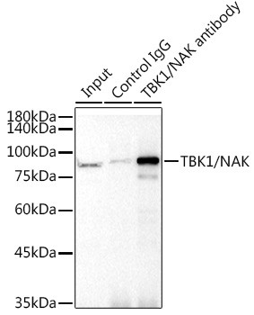 TBK1 Antibody in Immunoprecipitation (IP)