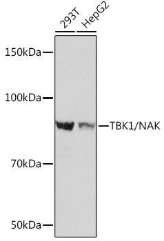 TBK1 Antibody in Western Blot (WB)