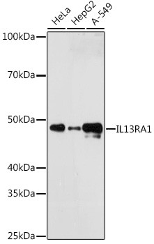 IL13RA1 Antibody in Western Blot (WB)