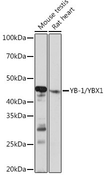 YBX1 Antibody in Western Blot (WB)