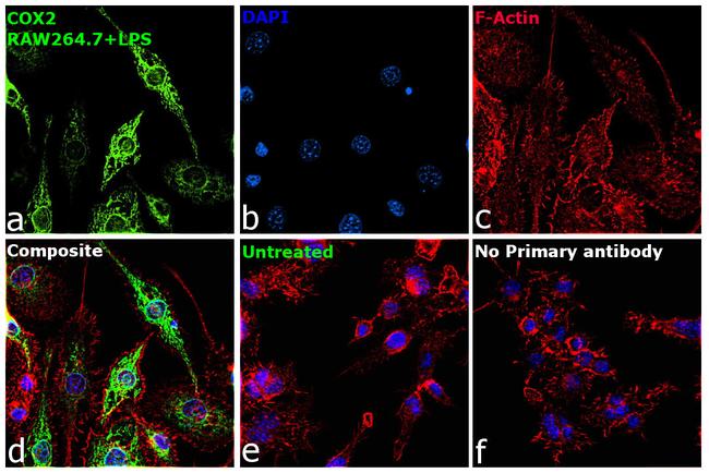 COX2 Antibody in Immunocytochemistry (ICC/IF)