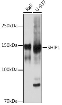 SHIP1 Antibody in Western Blot (WB)