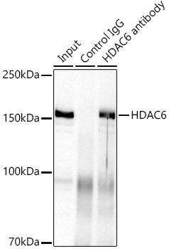 HDAC6 Antibody in Immunoprecipitation (IP)